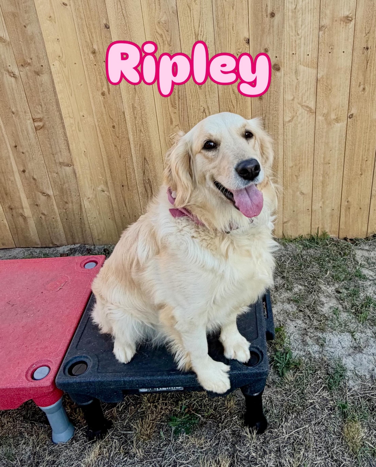 Ripley, a golden retriever on a raised training platform.