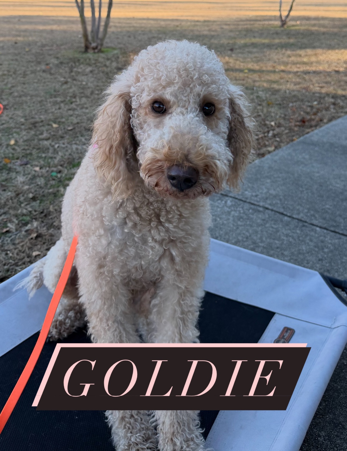 Goldie, a cream-colored curly-coated dog on a training platform outdoors.