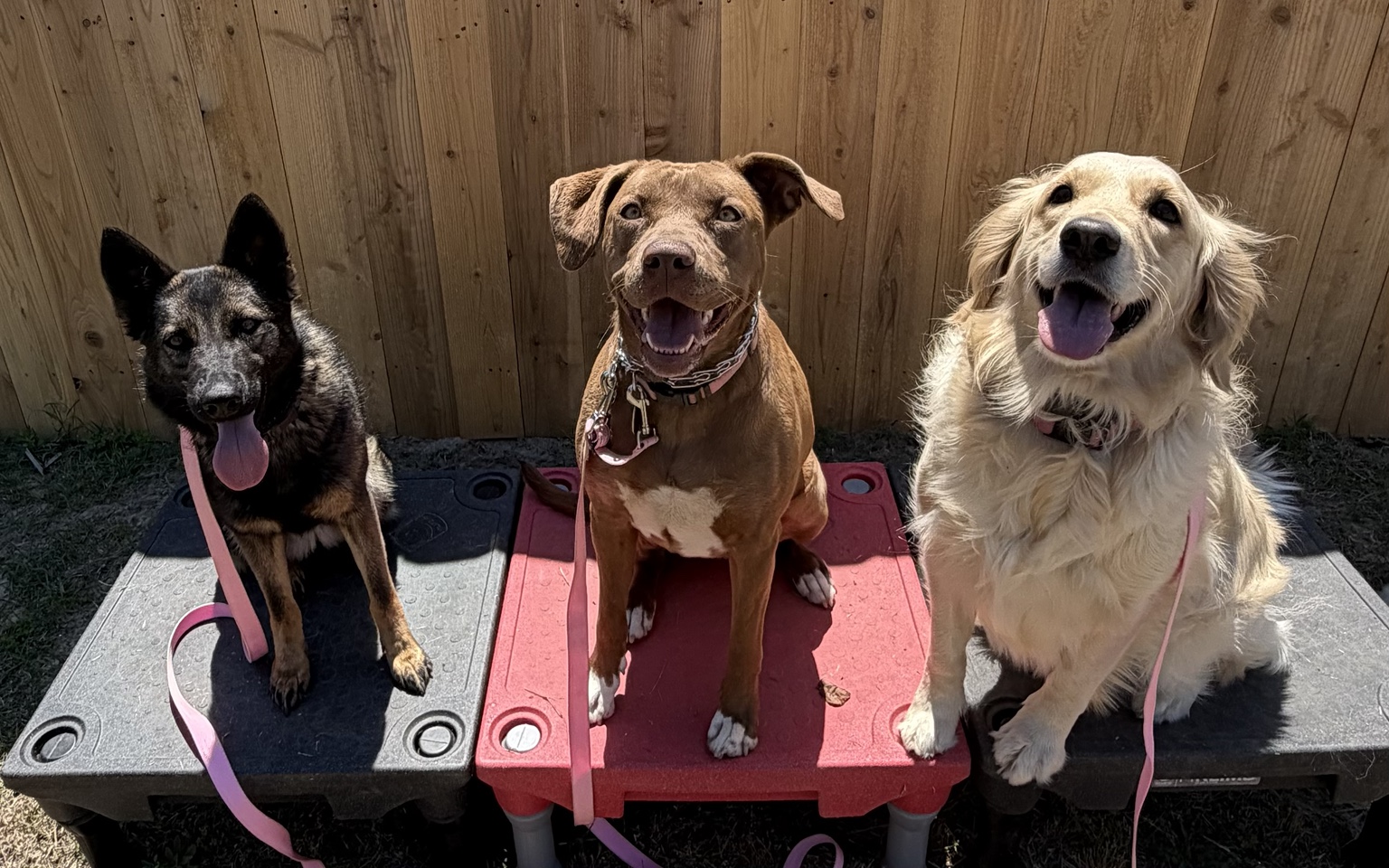 Rookie, Echo, and Ripley posing on raised training platforms.