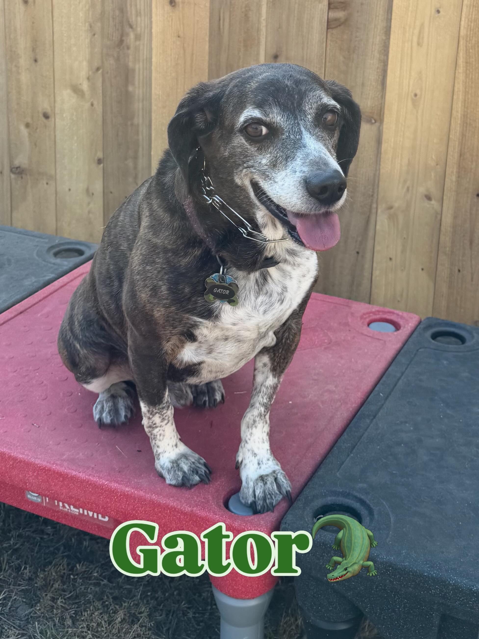 Gator, a dark speckled dog on a red training platform.