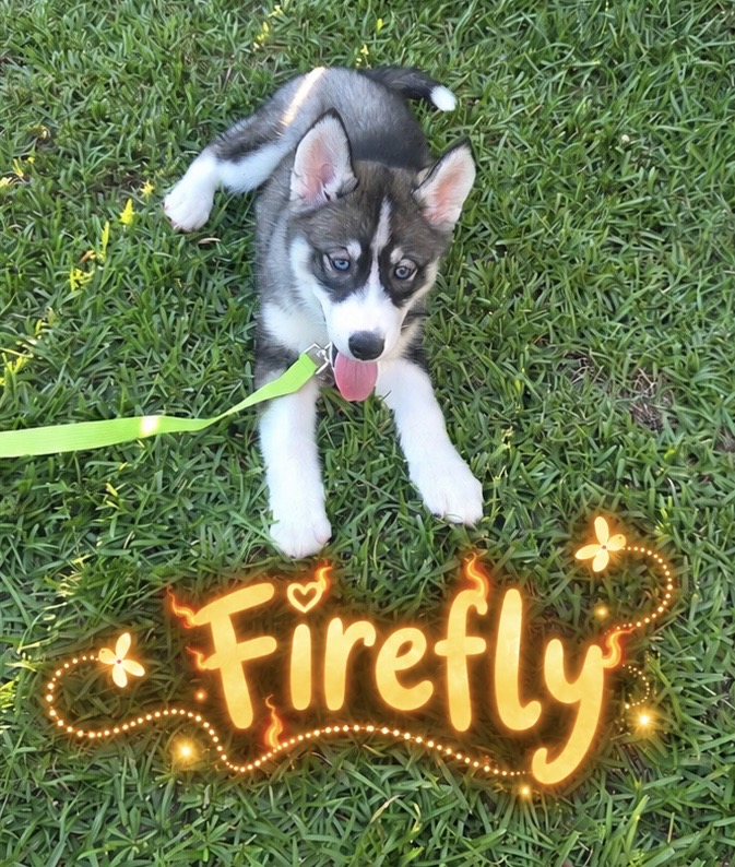 Firefly, a husky puppy on grass, with glowing Firefly lettering and decorative fireflies.