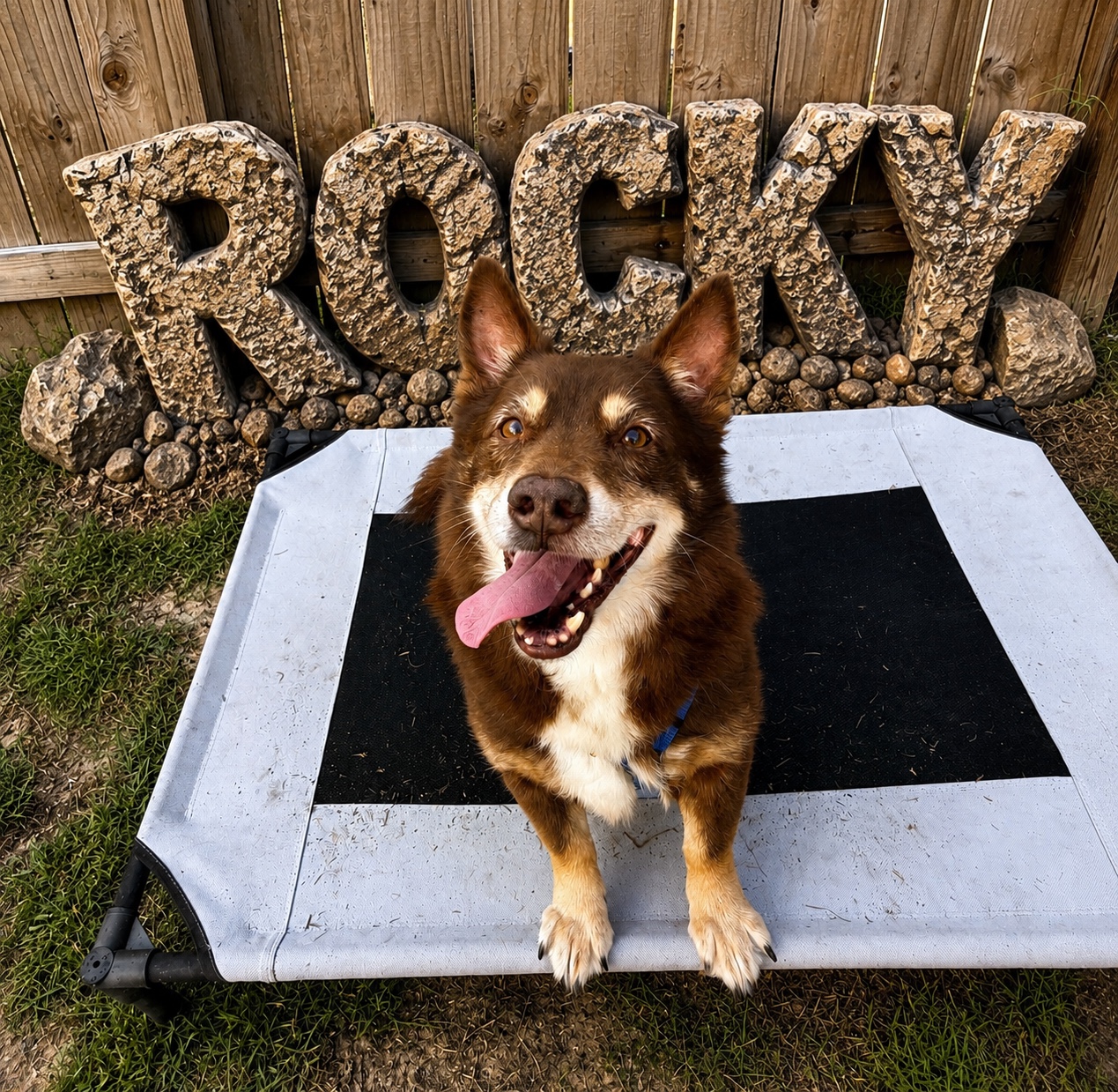 Rocky, a small brown dog seated on an elevated training bed.