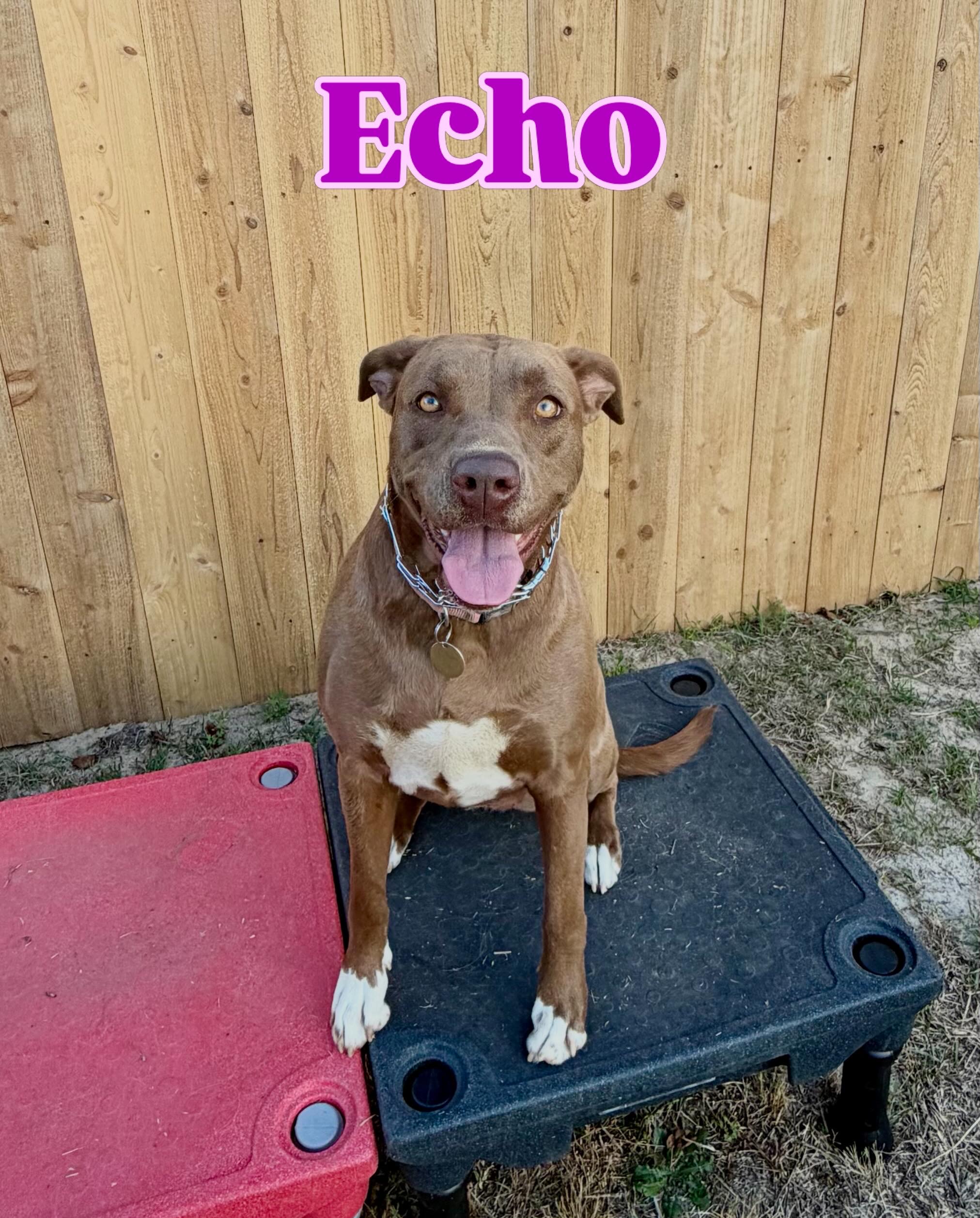Echo, a brown dog seated on a training platform.