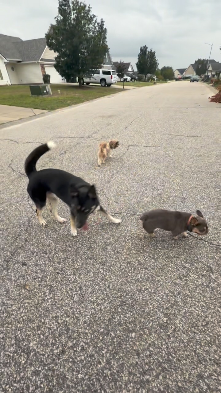 Preview of recall training from a down-stay with Max, Rosey and Zeus