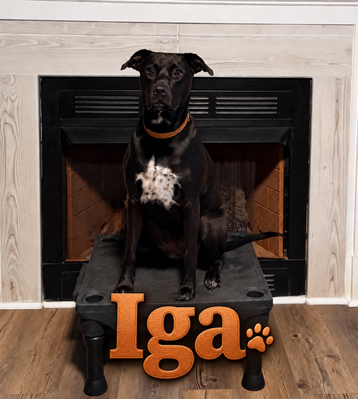 Iga, a member of the Maximus K9 training pack.