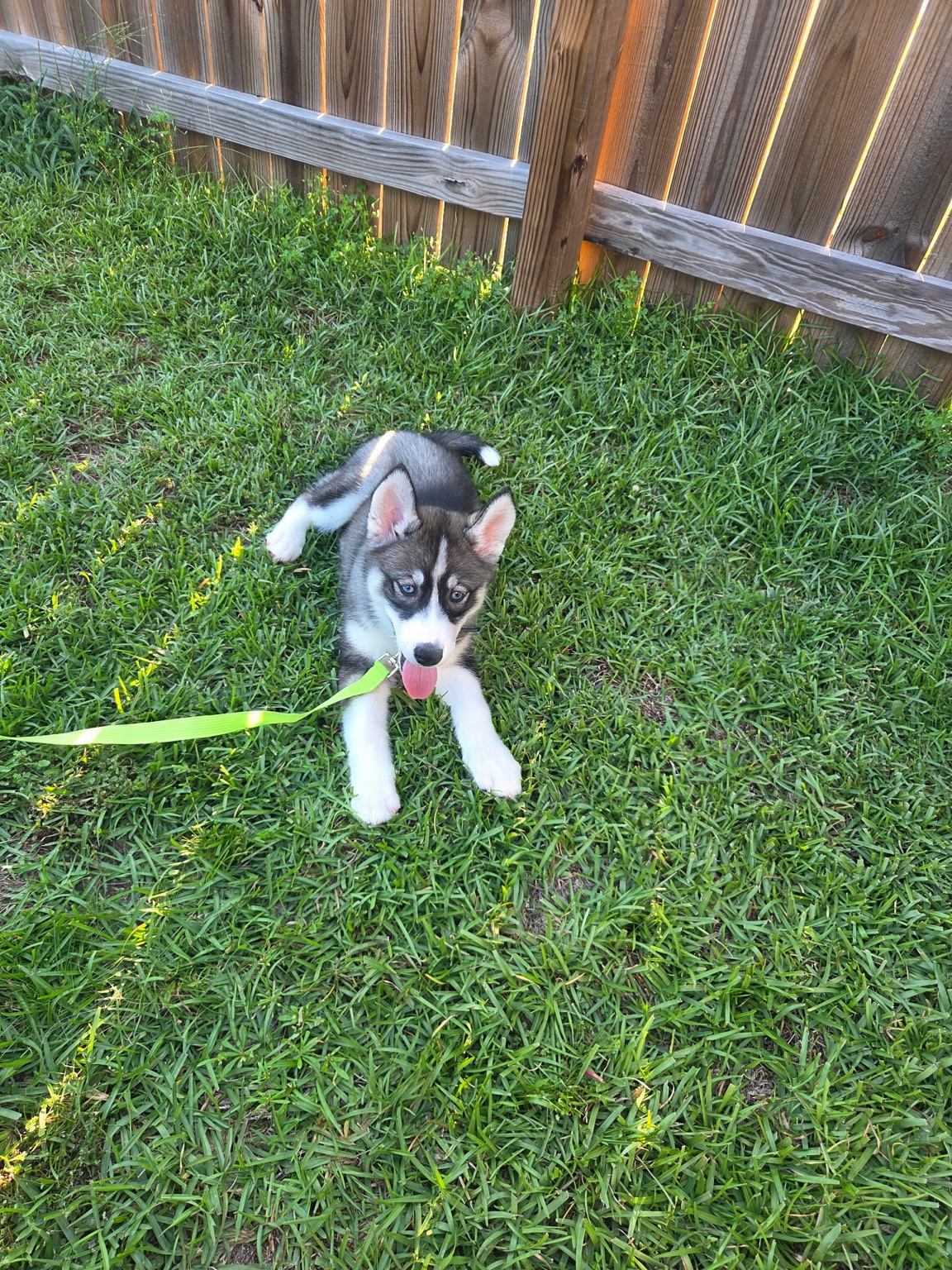 Firefly, a black and white husky puppy lying on grass with a green leash during puppy training.