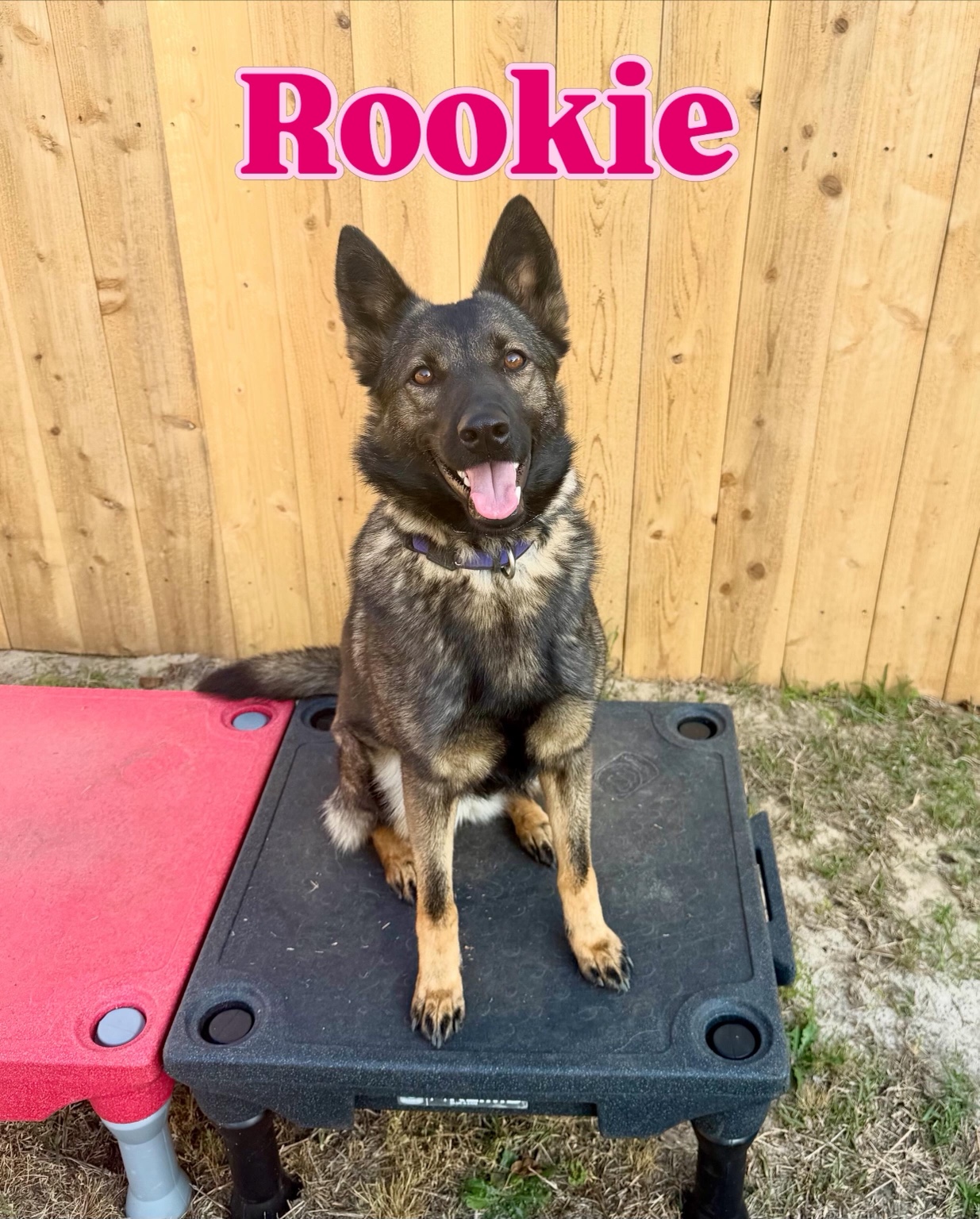 Rookie, a dark shepherd-type dog sitting on a training platform.