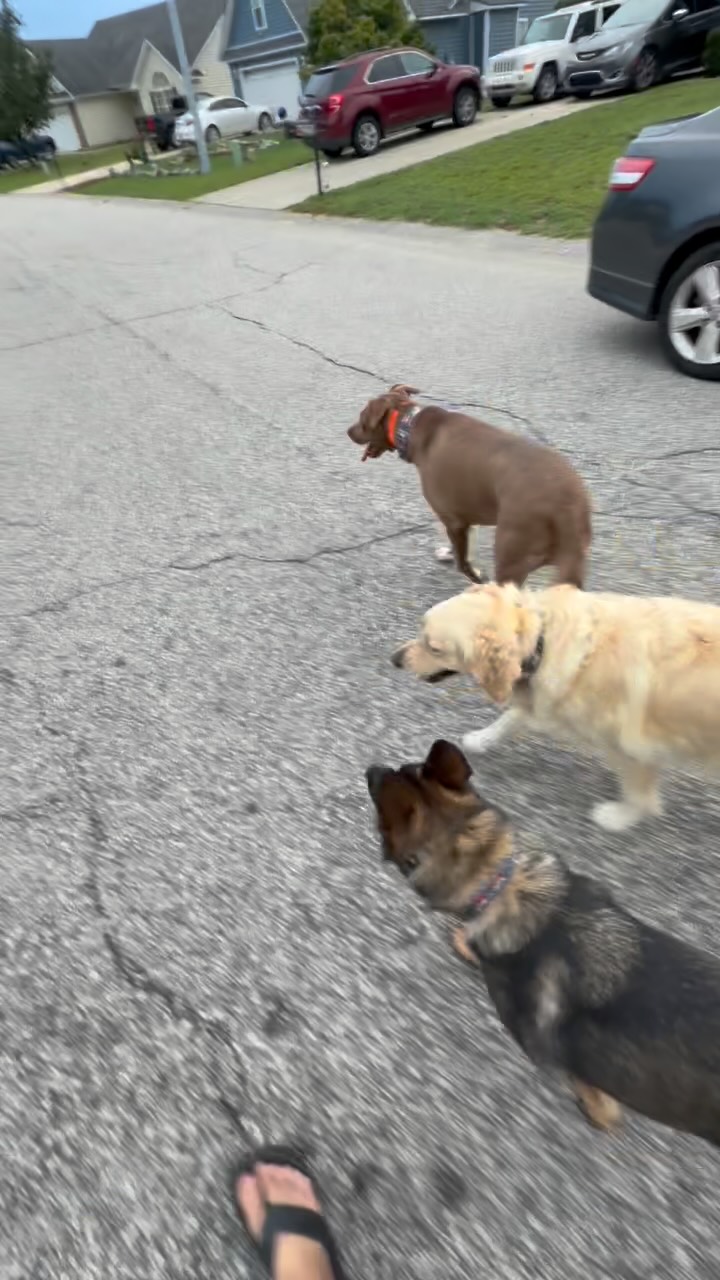 Preview of Rookie, Ripley and Echo practicing off-leash walking